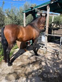 Cavalla spagnola P.R.E