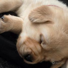 Cuccioli Labrador Retriever gialli ENCI con pedigr