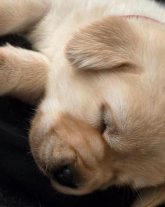 Cuccioli Labrador Retriever gialli ENCI con pedigr