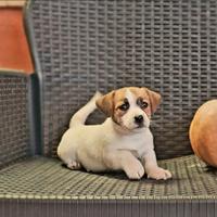 Jack russel cuccioli