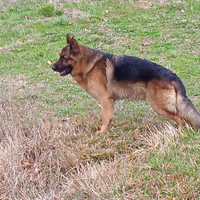 Pastore Tedesco per monta