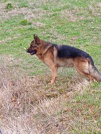 Pastore Tedesco per monta