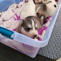 Cuccioli Siberian Husky