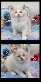 Cuccioli ragdoll