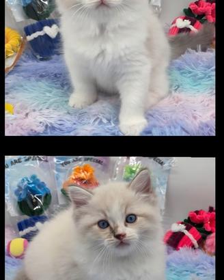Cuccioli ragdoll