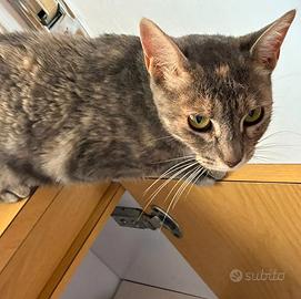 CLEO che dolcezza