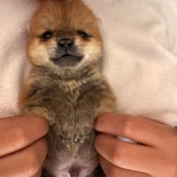 Shiba Inu