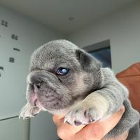 Cuccioli bulldog francesi cuccioli bigrope