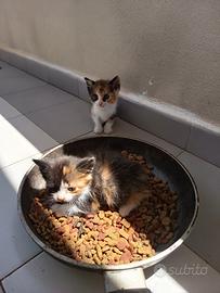5 Gattini