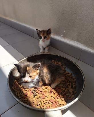 5 Gattini