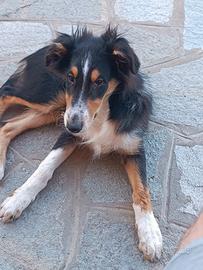 Cuccioli di collie