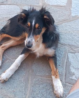 Cuccioli di collie