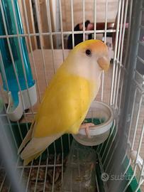 Inseparabili