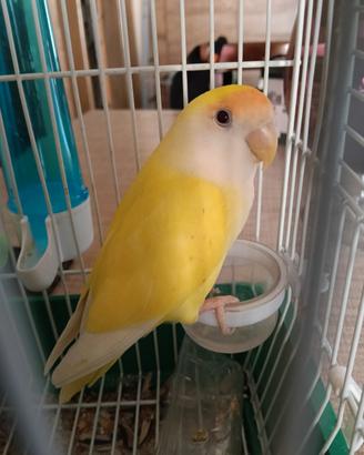 Inseparabili