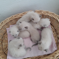 Gattini simil siamesi