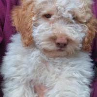 Cucciolo di Lagotto Romagnolo Femmina, Lazio