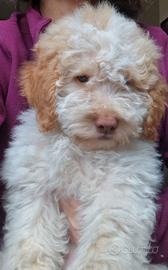 Cucciolo di Lagotto Romagnolo Femmina, Lazio