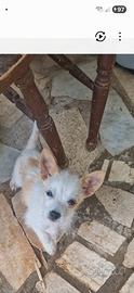 Chiuahua
