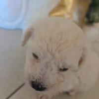 Barboncino Toy maschio