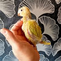 Pulli di parrocchetti dal collare