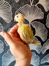 Pulli di parrocchetti dal collare