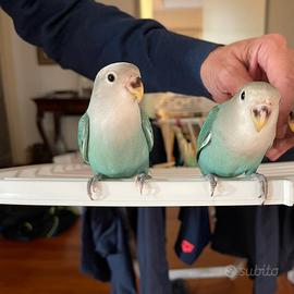 Pappagalli inseparabili allevati a mano
