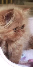 Cuccioli di Gatto Persiano