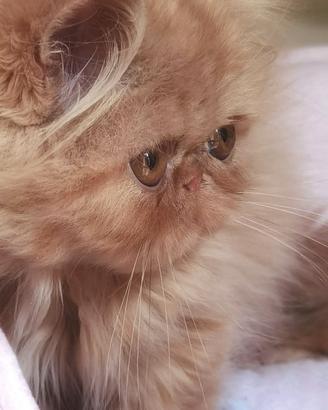 Cuccioli di Gatto Persiano