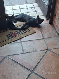 Gattini