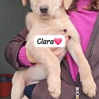 Simil labrador meticci