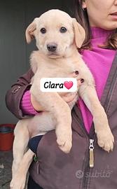 Simil labrador meticci