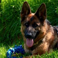 GIPSY Pastore Tedesco puro