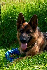 GIPSY Pastore Tedesco puro