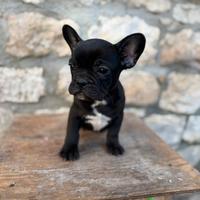 Cucciolo di bulldog francese