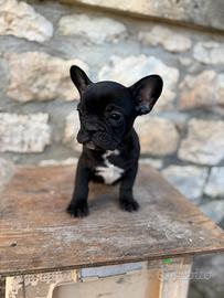 Cucciolo di bulldog francese