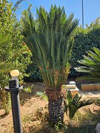 Cycas revoluta alta 1,90 m, tronco 90 cm