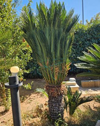 Cycas revoluta alta 1,90 m, tronco 90 cm