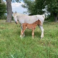 Cavalla purosangue araba