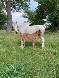 Cavalla purosangue araba