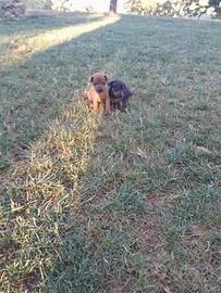 Cani razza pincer 