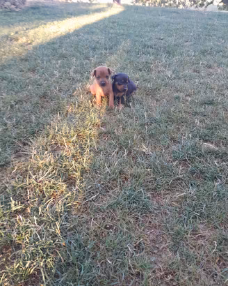 Cani razza pincer 