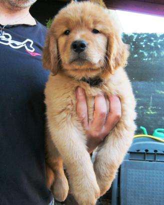 Golden retriever 100% americano