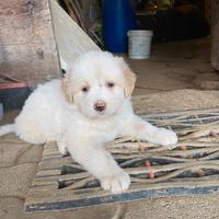 Cuccioli cagnolini