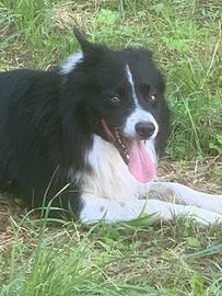 Border Collie