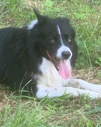 Border Collie