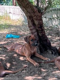 Cuccioli di Rhodesian Ridgeback