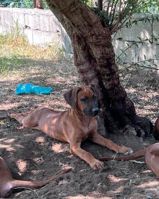 Cuccioli di Rhodesian Ridgeback