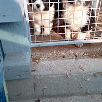 Cucciola di maremmana e australiano