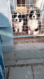 Cucciola di maremmana e australiano