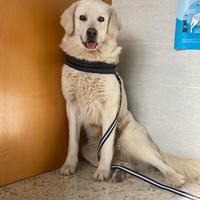 Whisky abbandonato solo in strada